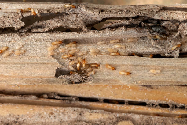 Pest Control Cost in Barrington, NJ